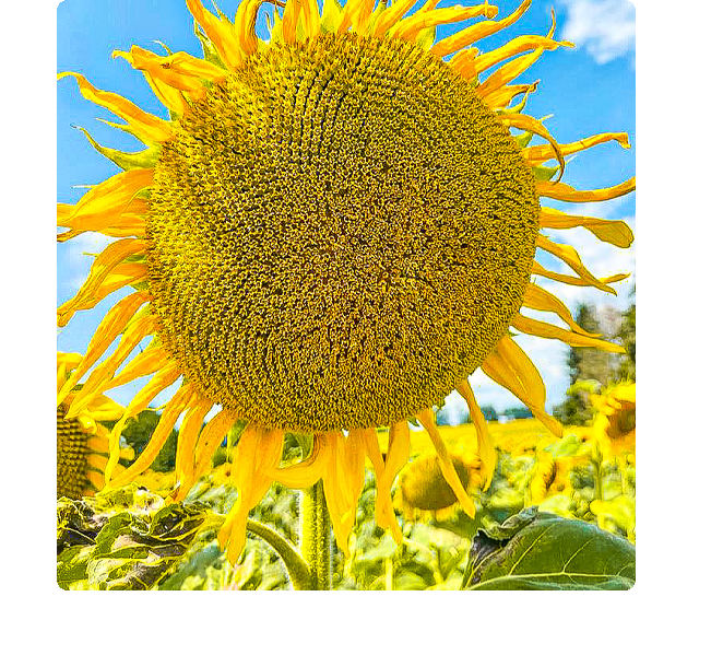 home-1_01-2 Sunflower - sumbol of Project Sunflowers